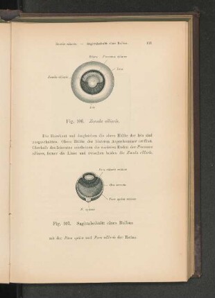 Fig. 107. Sagittalschnitt eines Bulbus.