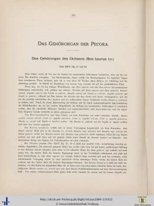 Das Gehörorgan der Pecora.