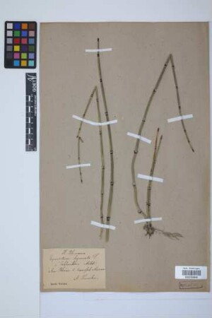 Equisetum hyemale hyemale L.