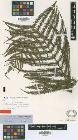 Nephrodium schizotis Hook. [isotype]