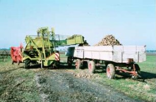 Fotografie: Erntetechnik, Zuckerrübe, Zuckerrübenköpfrodebunker gezogen, Transportgerät, Be- und Entladen, Zweiachsanhänger