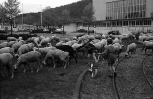 Freiburg: Schafherde vor der Stadthalle