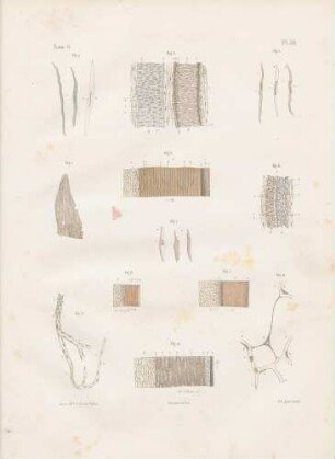 Mikroskopische Studien von Blutgefäßen