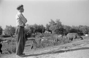 Reisefotos Rumänien. Bauer an Viehweide