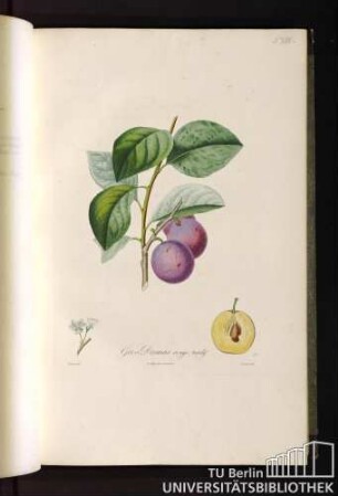 P. XVIII. Gros Damas rouge tardif.