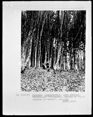 Birkenwald