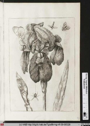 Iris Susiana Major, oder eine grosse schwarze Lilie.