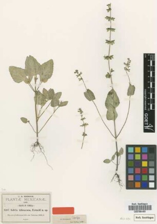 Salvia tehuacana Fernald [isotype]
