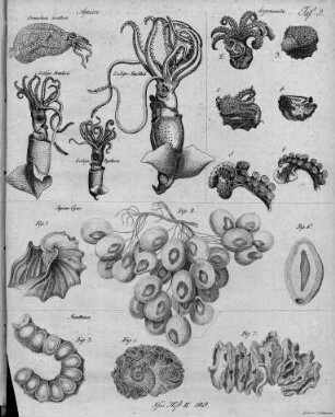 Tafel 3 zu Isis Heft II. 1819