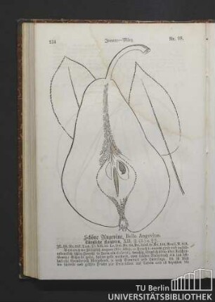 Nr. 98. Januar - März. Schöne Angevine, Belle Angevine. Längliche Kochbirn.