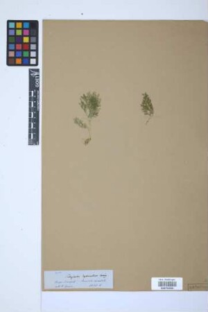 Selaginella lychnuchus Spring