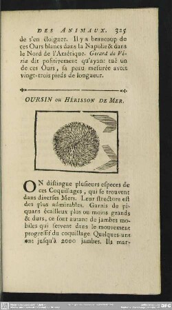 Oursin ou Hérisson De Mer