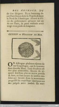 Oursin ou Hérisson De Mer