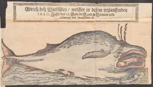 Abrieß deß Walfisches/ welcher in diesem jetzlauffenden 1620. Jahr/ den 12. Maii im Land zu Pomren todt ankommen und angestrandet ist