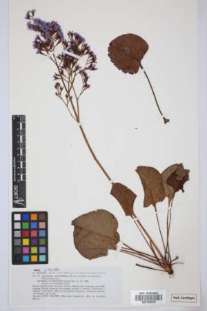 Limonium rumicifolium (Svent.) G.Kunkel & Sunding