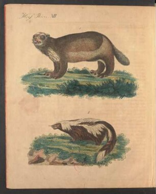 Tafel XIII.: Vierf. Thiere.