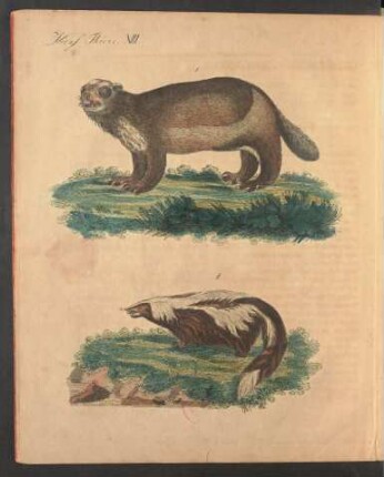 Tafel XIII.: Vierf. Thiere.