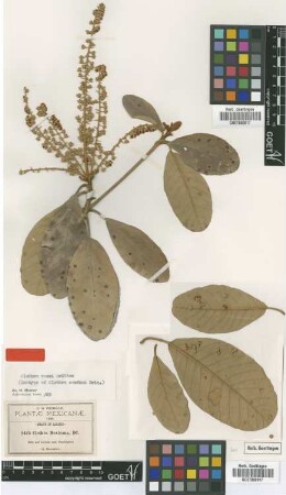 Clethra mexicana DC.