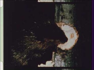 Castor fiber canadensis (Castoridae) - Fällen und Zerteilen eines Baumes