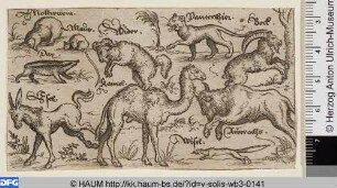Verschiedene Tiere, darunter ein Kamel und ein Esel
