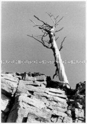 Abgestorbener Baum (Altersgruppe bis 14)