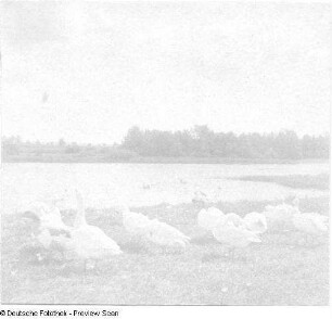 Gänseschar in Göhren