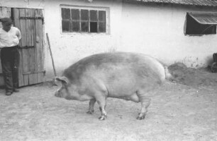 Tiraspol [Moldawien]: Riesenschwein