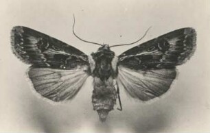 Kiefernsaateule (Agrotis vestigialis) oder Graue Wurzeleule