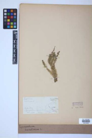 Lycopodium annotinum annotinum L.