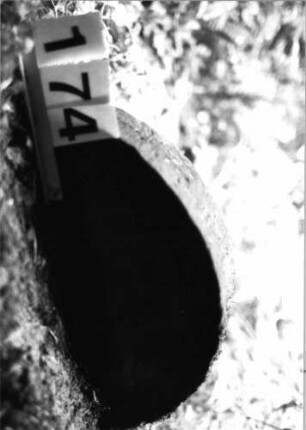 Grabstein 174 (Index: 99803213) Material: Sandstein Zustand: tief eingesunk/völl. Textverl. Maße HxBxT: 28x54x10 cm Beschreibung: Stele mit Rundbogenabschluß: Grabstein 174