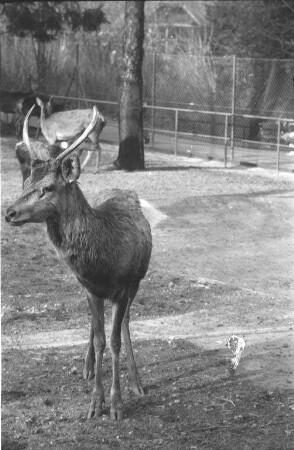 Neues Rothirschgehege im Karlsruher Zoo.