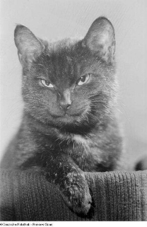 Kopf und Vorderkörper einer Katze