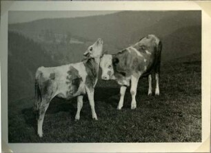 Album: Allerlei