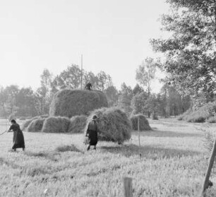 Das Heuschobern. Das Heu wird auf das Holzgestell geschichtet. : Kopjenje ,,Stog". Syno so na drjewjany košćowc worštuje.