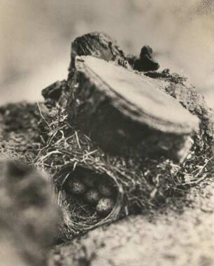 Grauer Fliegenschnäpper oder Grauschnäpper (Muscicapa striata Pall.). Nest mit Gelege