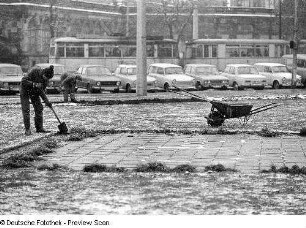 Dresden-Altstadt. Postplatz. Pflege der Grünanlagen