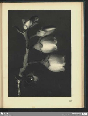 Vaccinium corymbosum