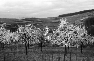 Achkarren: Kirchturm zwischen Blüten
