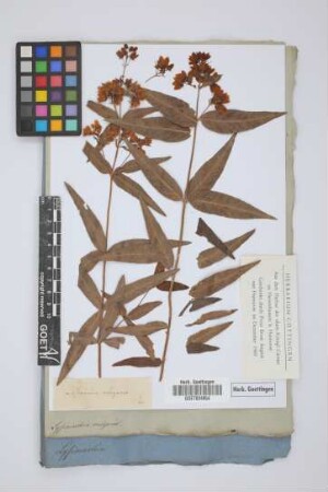 Lysimachia vulgaris