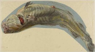Toter Fisch, gebogen auf dem Rücken liegend