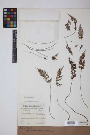 Asplenium actinopteroides Peter