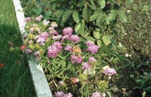 Falter auf Blumen