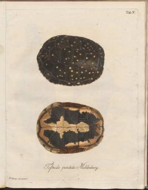 Tab. V: Testudo punctata Muhlenberg