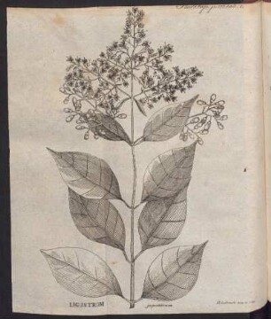 Ligustrum japonicum