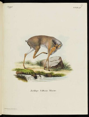 Suppl. CCLX. C. Antilope Saltiana Blainv.