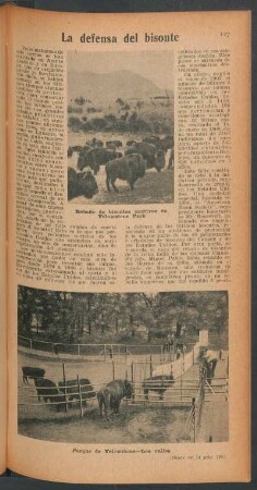 La defensa del bisonte