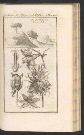 Tafel: Die Theile der Blumen und Blüthen.