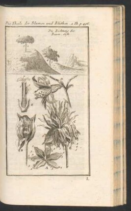 Tafel: Die Theile der Blumen und Blüthen.