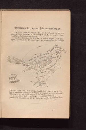 Benennungen der einzelnen Teile des Vogelkörpers.