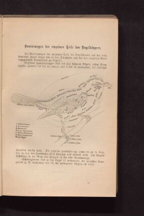 Benennungen der einzelnen Teile des Vogelkörpers.